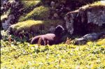 moutons au Cirque de Gerac en 2005 (3 photos)