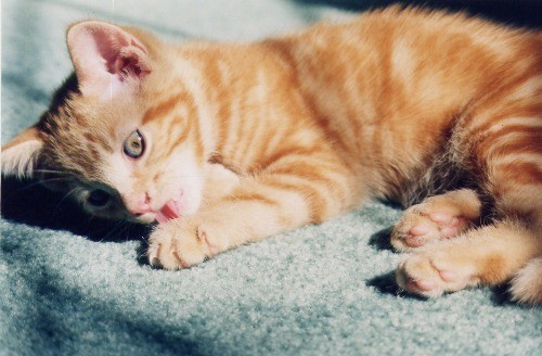 Purrrrrrrrrrrrrrrrrrrrrrrrrrrrrrr.......