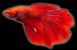 Labyrinth Fishes