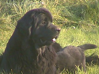 Newfoundland and puppy, � Briggsbay