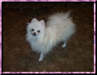 Snowball
