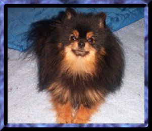Sparky
