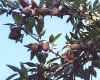 almondsplit.jpg (83707 bytes)