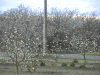 bigtrees.gif (56378 bytes)