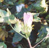 flower.jpg (58637 bytes)