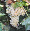grapes.jpg (78234 bytes)