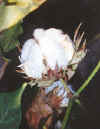 openboll.jpg (47105 bytes)