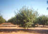 orchard.jpg (107690 bytes)