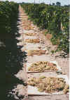trays.jpg (156042 bytes)