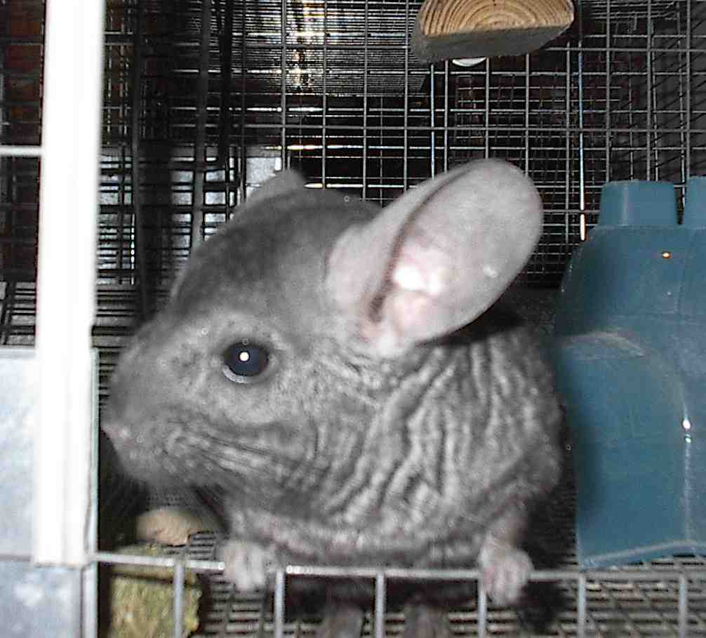 Chico