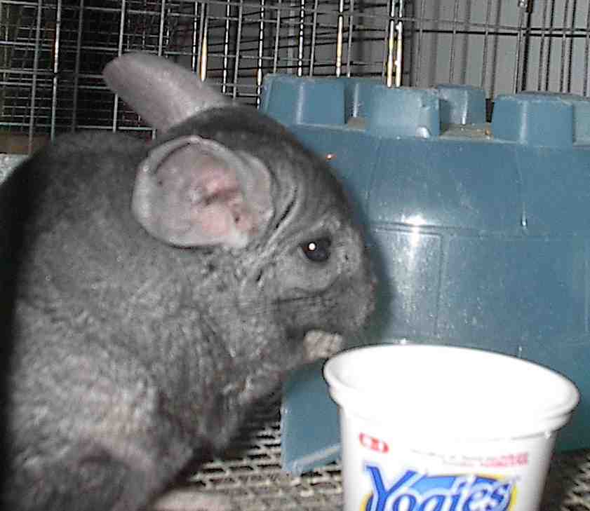 Chico
