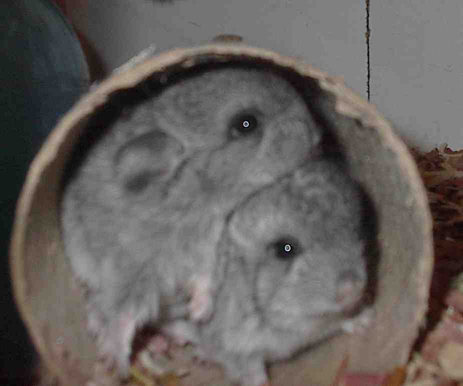 Peek 'n Boo