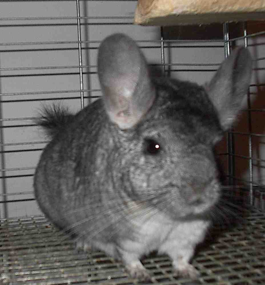 Sarah