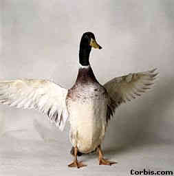 duck