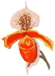 orchid