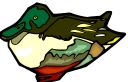 duck