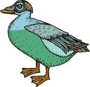 duck