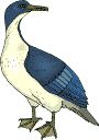 duck