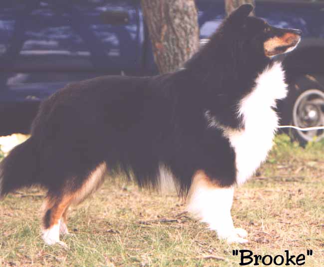 Brooke has new puppies from Tanner!