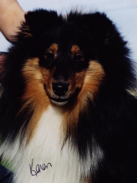 Aside from his obvious conformation attributes, the bonus is that Radar has a very sweet and playful personality, and is a pleasure to live with!