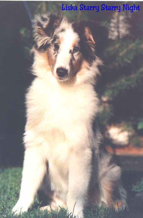 Storm - sire of Ch. Mudels Silver Threads.