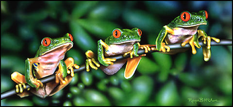 Tree Frogs