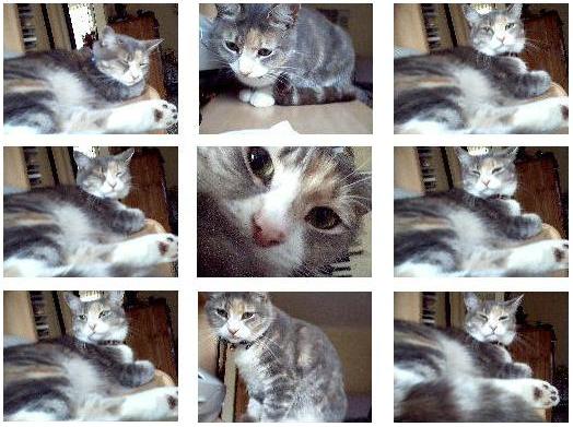 The cutest little cat