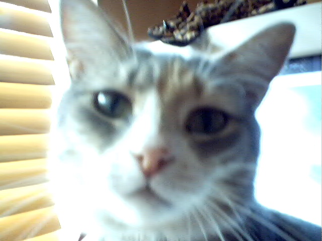 Perfect Angel cat
