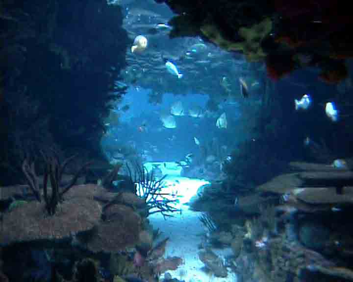 Lisbon images - maritime caves in the Aquarium of Lisbon