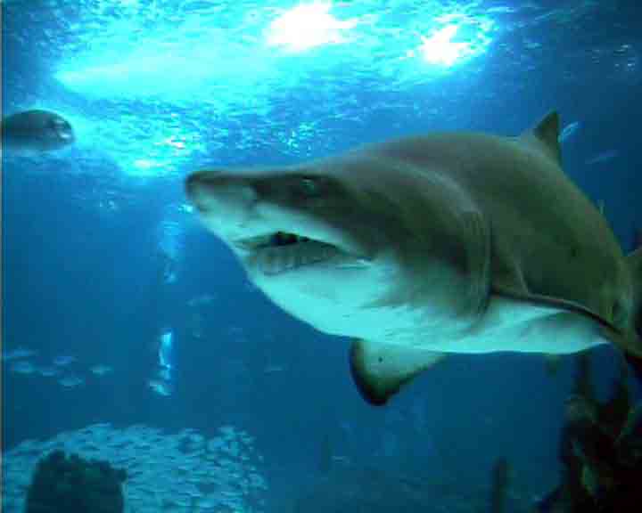 Portugal pictures - Sharks and other big fish in the aquarium of Lisbon