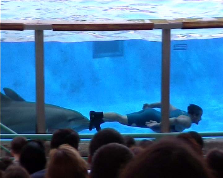 Portugal pictures - Dauphins also provide a nice show in the Zoo of Lisbon