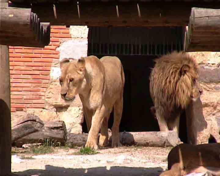 Pictures of Lisbon - This young couple in the zoo of Lisbon just had little lions