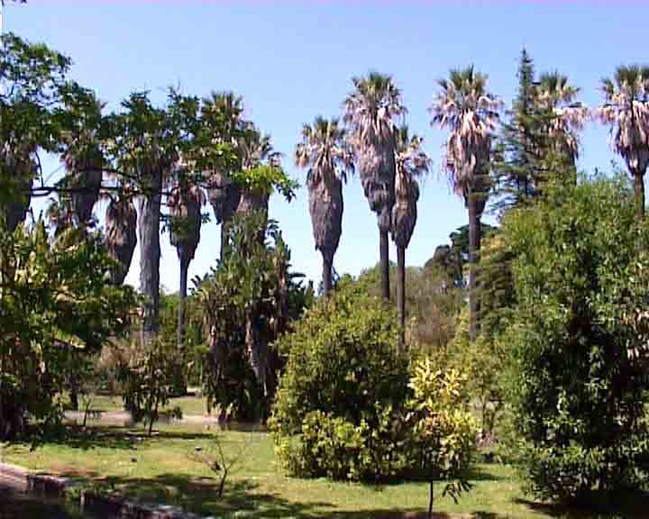 Portugal pictures - Lisbon has plenty of parks with giant palm-trees