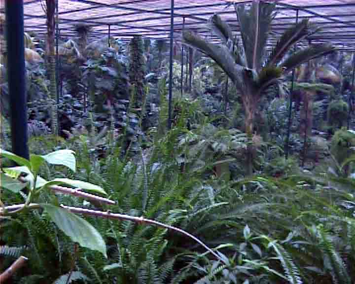 Portugal pictures - the Greenhouse is among many botanical gardens in Lisbon