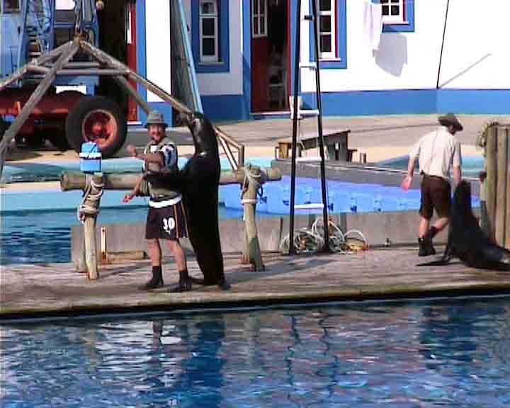 Portugal pictures - Among the many funny shows in the Zoo of Lisbon there are those of sea lions