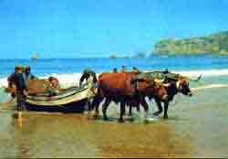 Fatima tours - Not a long time ago, in Nazar�, boats were pulled ashore by oxen.