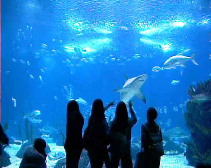 Lisbon images - a gigantic aquarium was built in Lisbon during the 1998 World Exhibition 