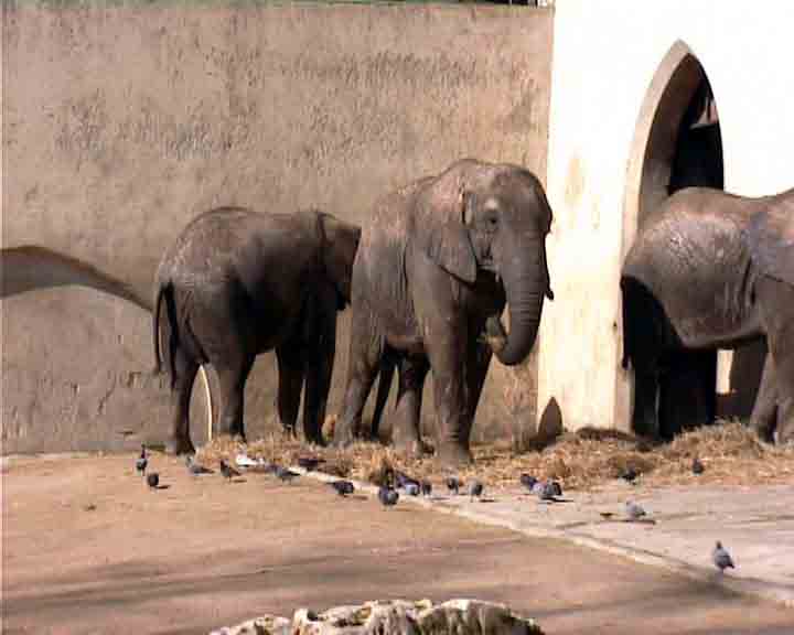 Portugal pictures - half a dozen elephants were just brought to the zoo of Lisbon