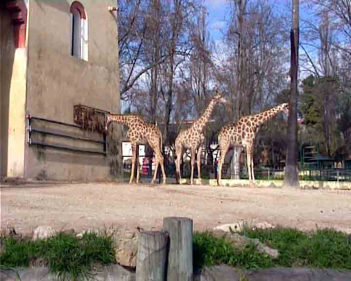 Pictures of Lisbon - Although the zoo of Lisbon is inside the city, all animals live with plenty of space