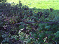 Blackberries
