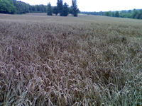 Chess Valley