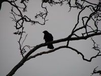 The Crow