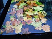 London Leaf Fall