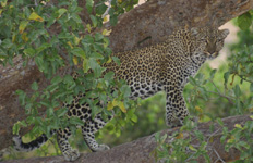 Leopard in a fig tree