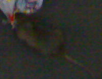 Tottenham Court Road tube station mouse