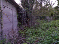 The Back Yard