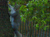 A loyal member of the squirrel army