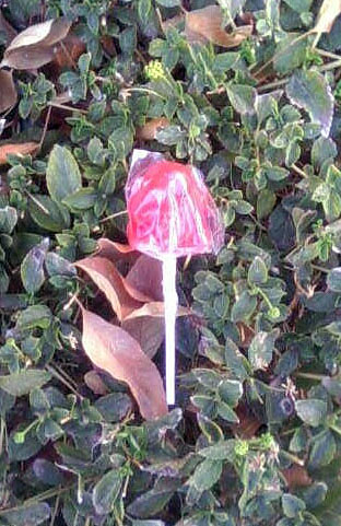 A bush.&nbsp; Hooray flora.