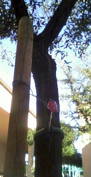 Here's ol' Bill hanging out on a tree in front of the 700's building.