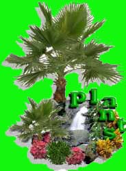 Plants